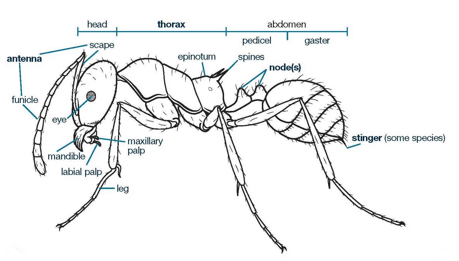 Basic Anatomy of the Ant – Know your Pest