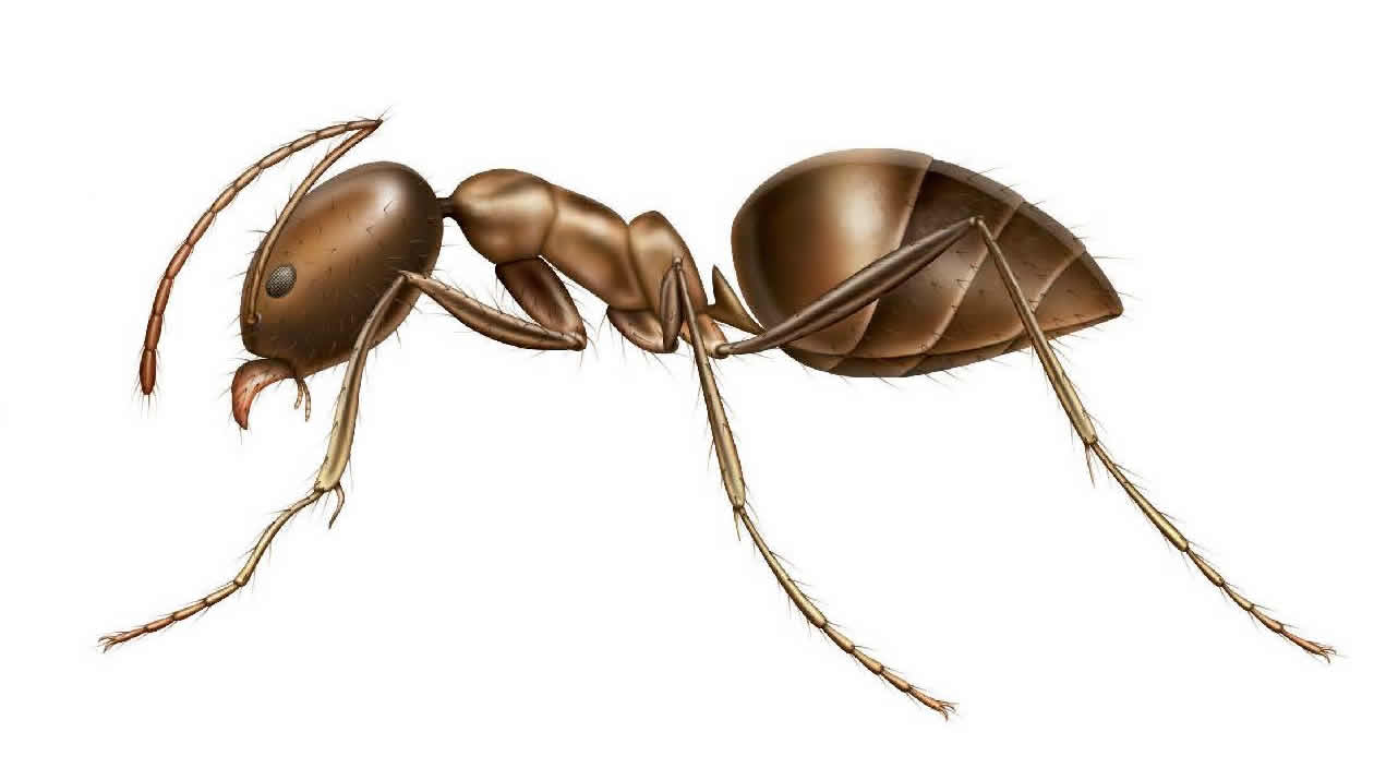 basic-anatomy-of-the-ant-know-your-pest