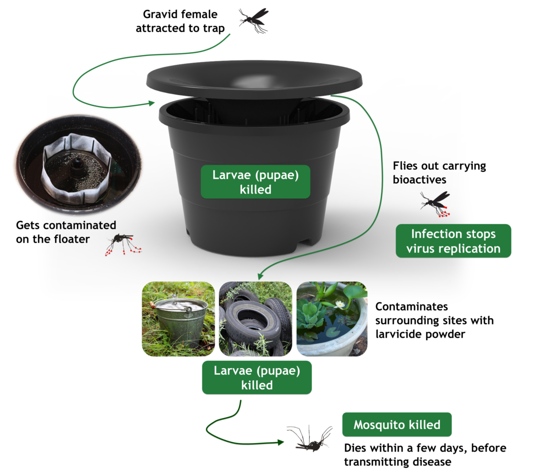 In2Care Mosquito Trap – Know your Pest