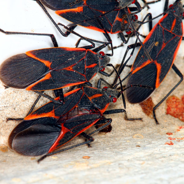 black bug with orange stripes in nevada