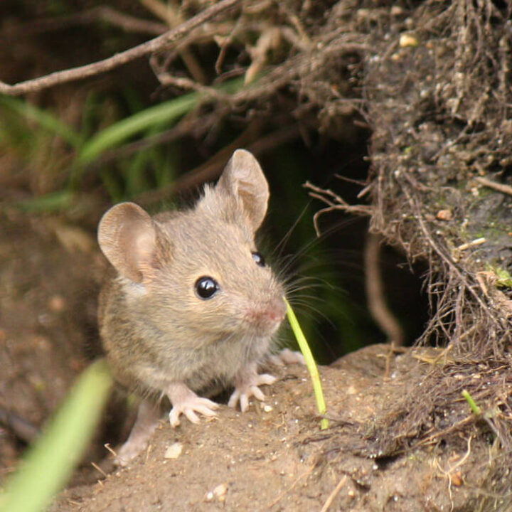 Mouse likes. Мышь. Need Mouse.